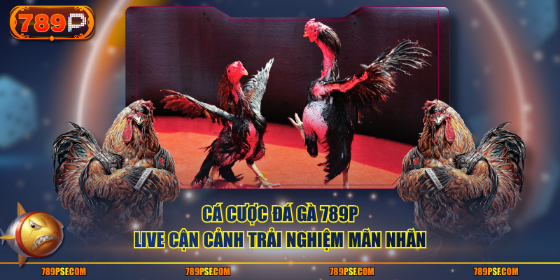 Cá cược đá gà 789P live cận cảnh trải nghiệm mãn nhãn